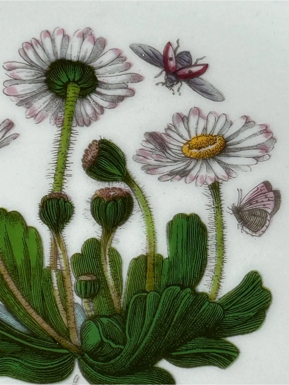 4 PORTMEIRON BOTANIC GARDEN Crescent Salad Plate Floral Butterflies Leaf Rim